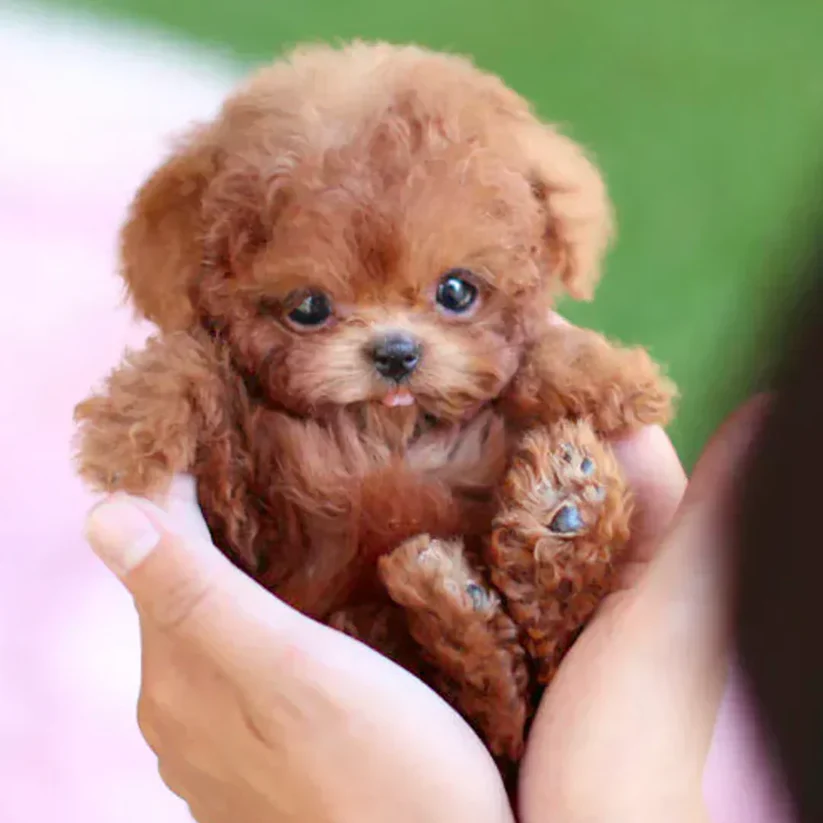 🐶🌭Nico - My Realistic Robot Puppy